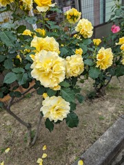 PXL_20240429_051611814