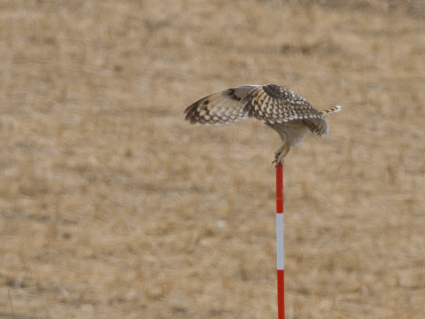 水鳥 コミミ 野鳥大好き 道草日記 水鳥 コミミ 野鳥大好き 道草日記
