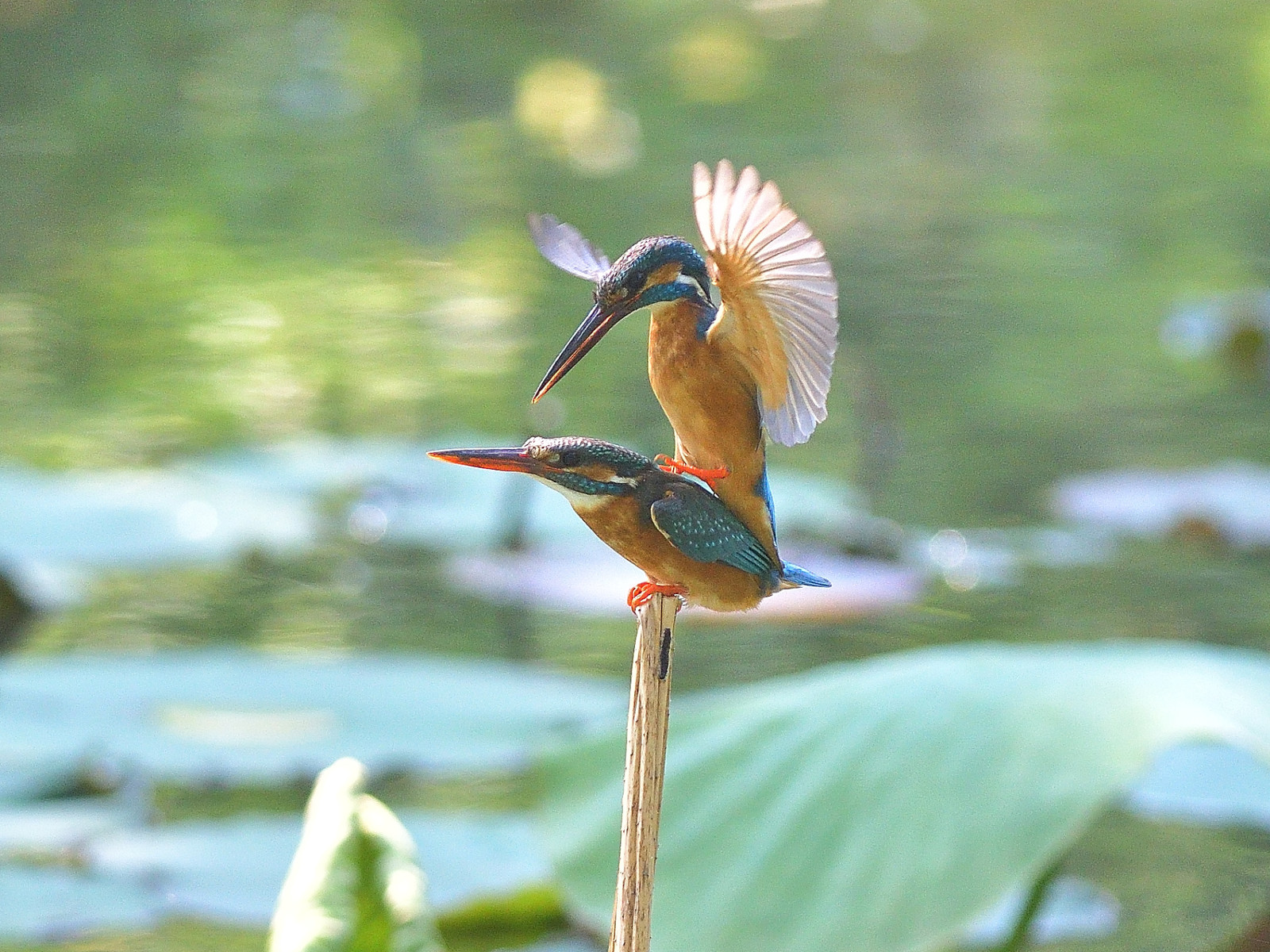 カワセミの交尾 野鳥大好き 道草日記