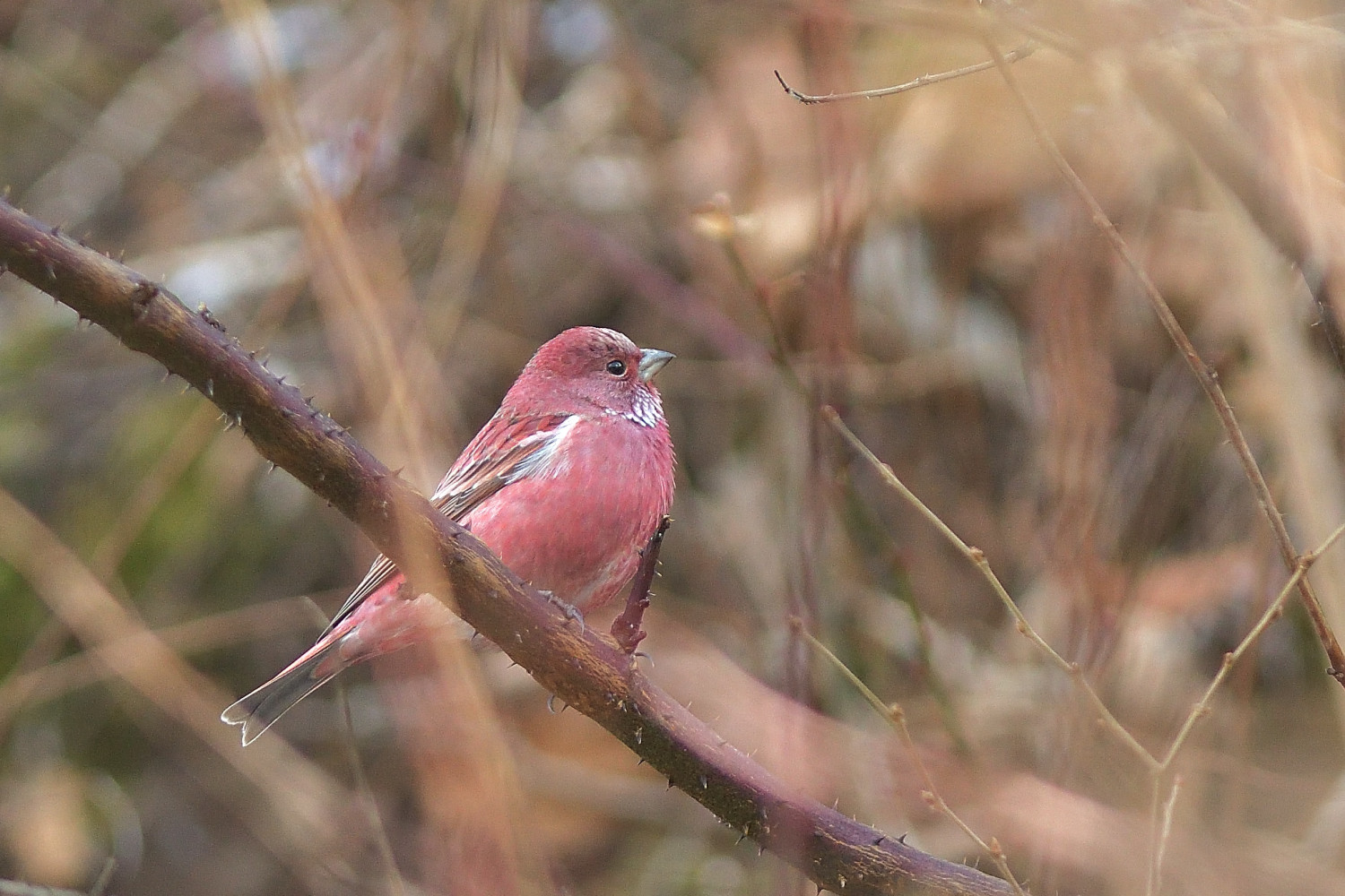 野鳥大好き・道草日記