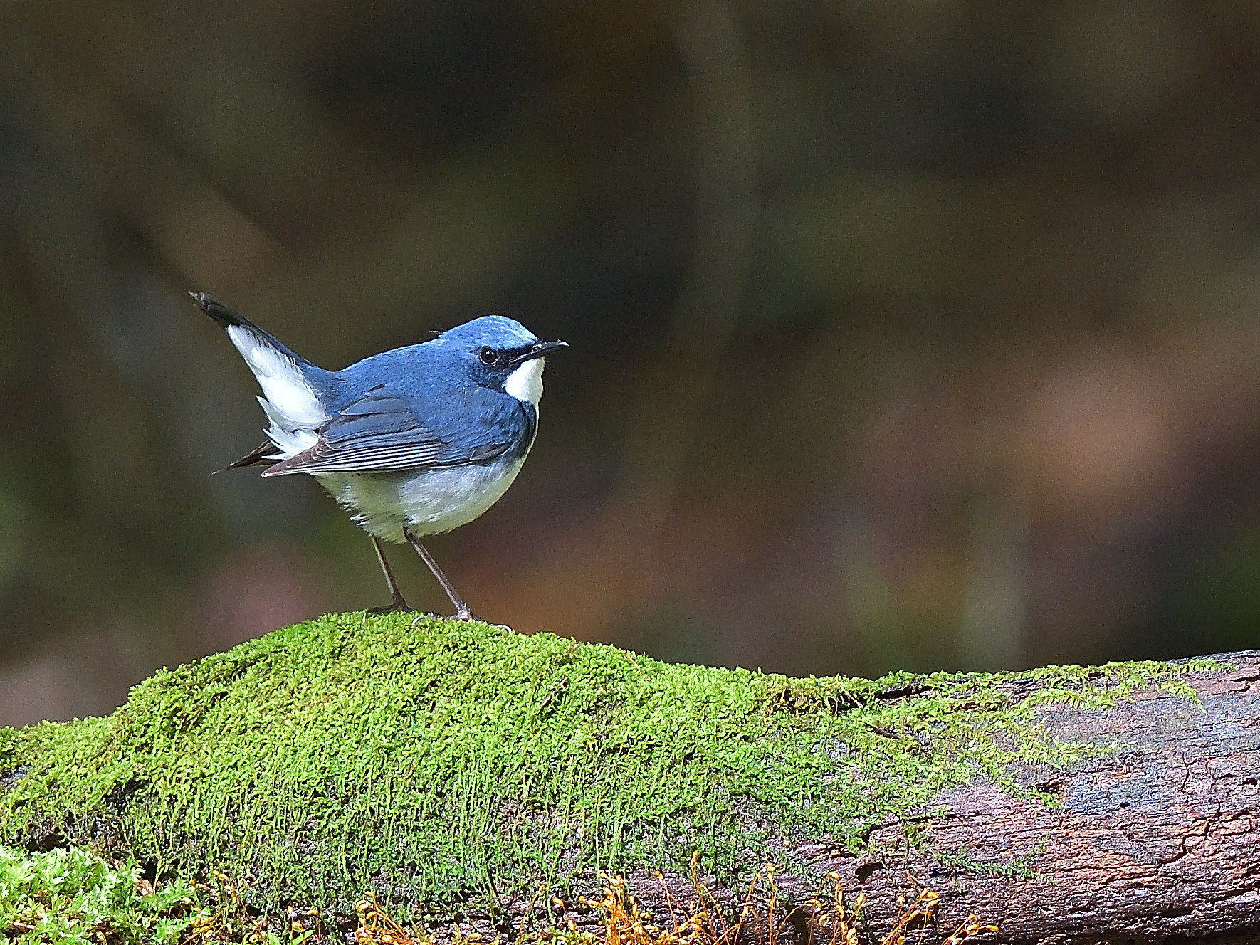 峠の野鳥 野鳥大好き 道草日記 峠の野鳥 野鳥大好き 道草日記