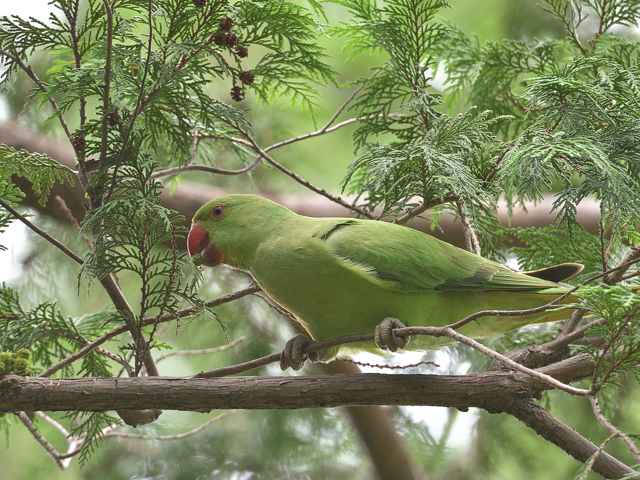 ワカケホンセイインコ 発見 野鳥日記