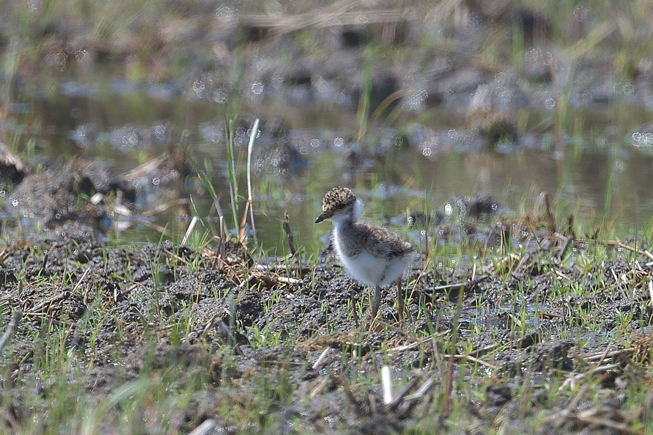 ケリの親子 元気なヒナ 野鳥日記