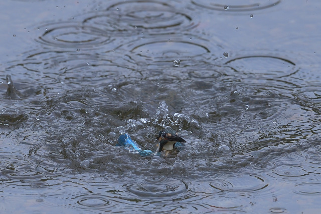 DSC_0686