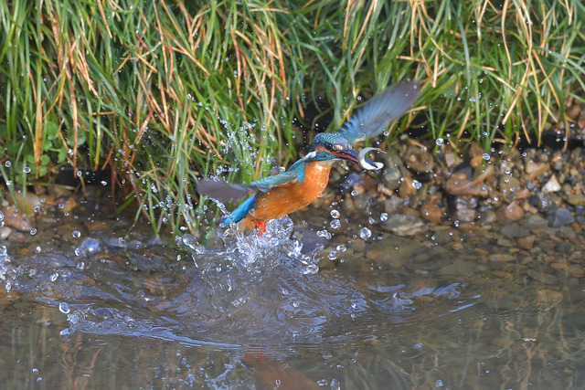 DSC_8183_00003