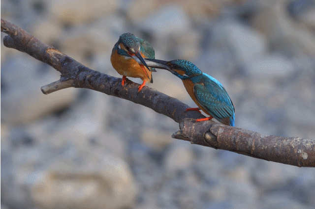 野鳥日記 野鳥日記