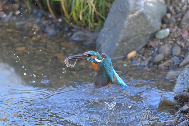 DSC_8073_00002