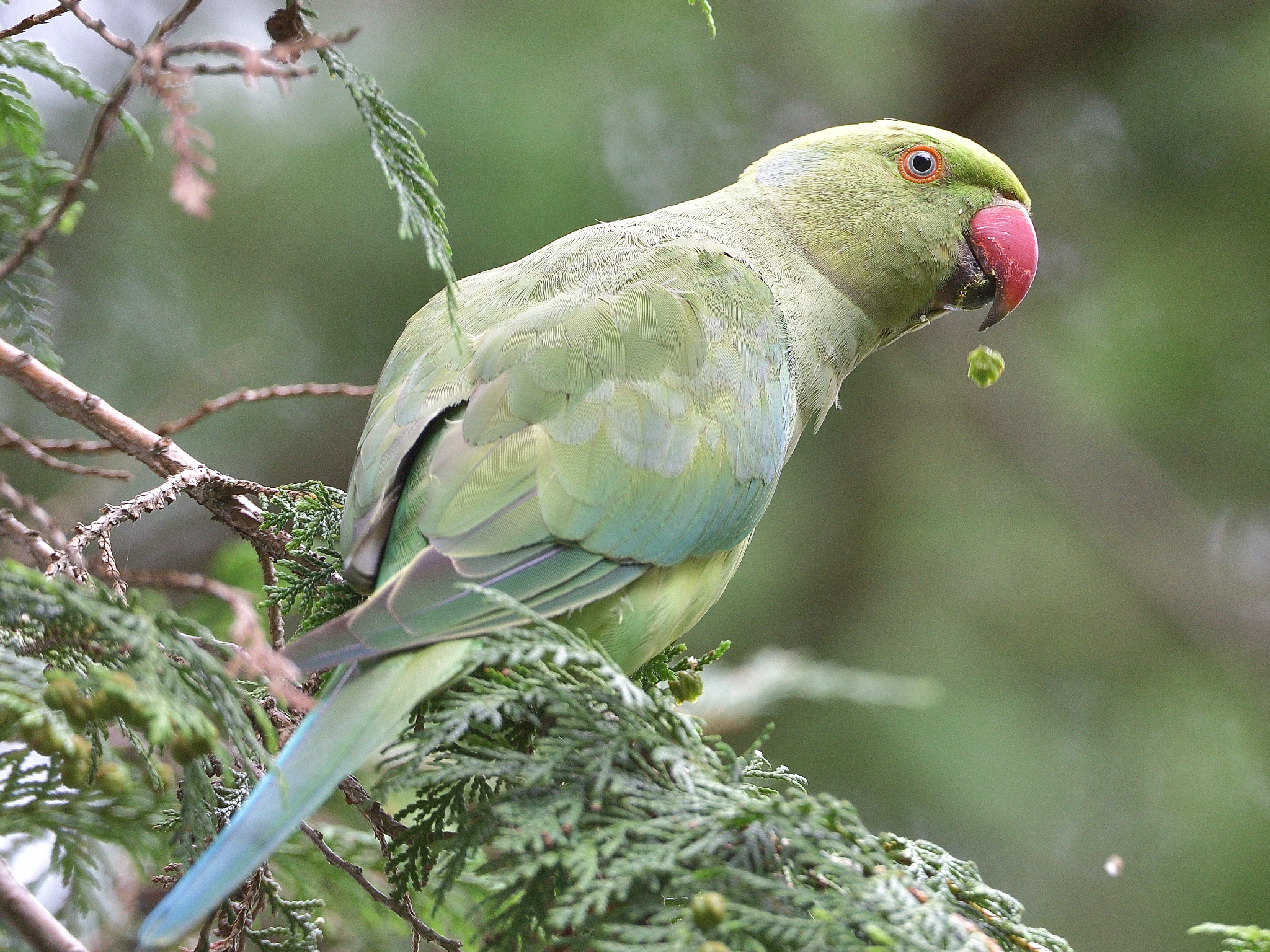 ワカケホンセイインコ 発見 野鳥日記