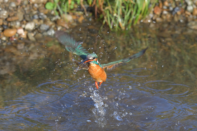 DSC_8448_00002