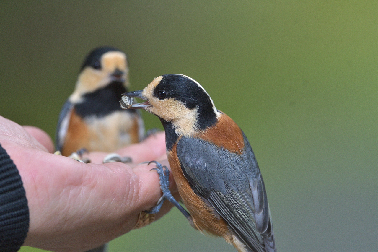 手乗りヤマガラに会いに行く 野鳥日記