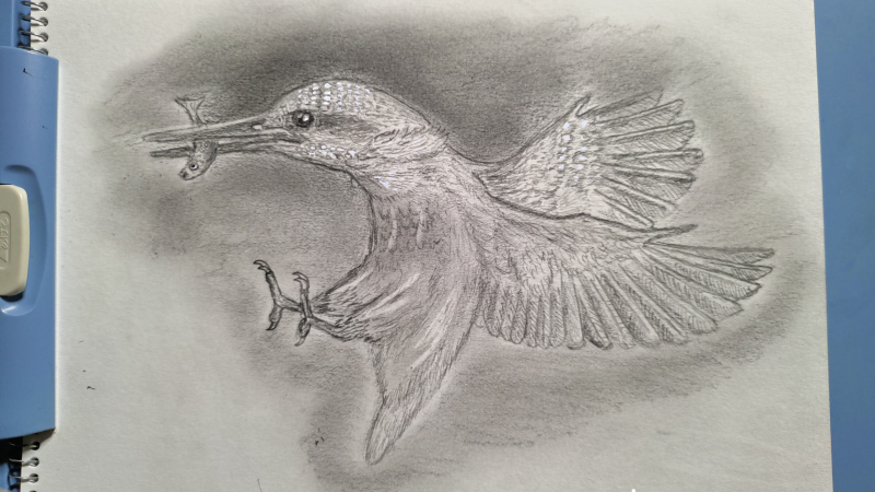 鉛筆アート「カワセミ」真筆、1点物 鉛筆アート「カワセミ」真筆、1点物 うちで描こう～ カワセミを描いて
