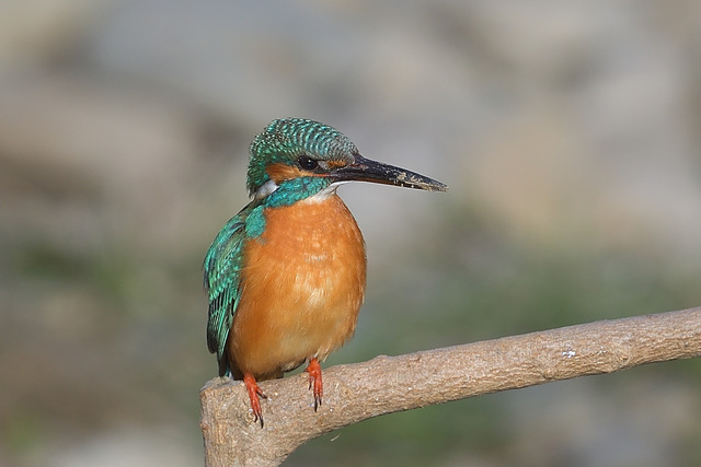 DSC_8794_00001