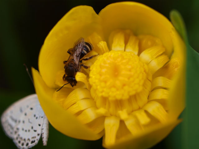 コウホネの花と訪れた昆虫たち