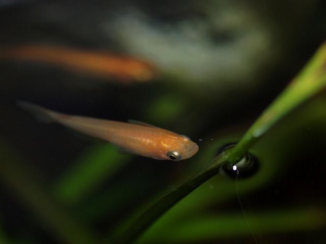 メダカを飼育する為にメダカという魚を知るということ Tokuzeのメダカ飼育日記 屋外でメダカを飼おう