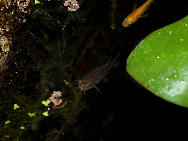 新しい仲間 ホトケドジョウ Tokuzeのメダカ飼育日記 屋外でメダカを飼おう