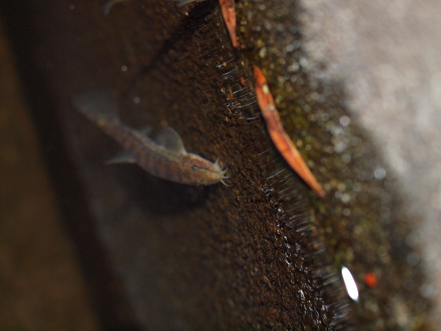 ドジョウ Tokuzeのメダカ飼育日記 屋外でメダカを飼おう