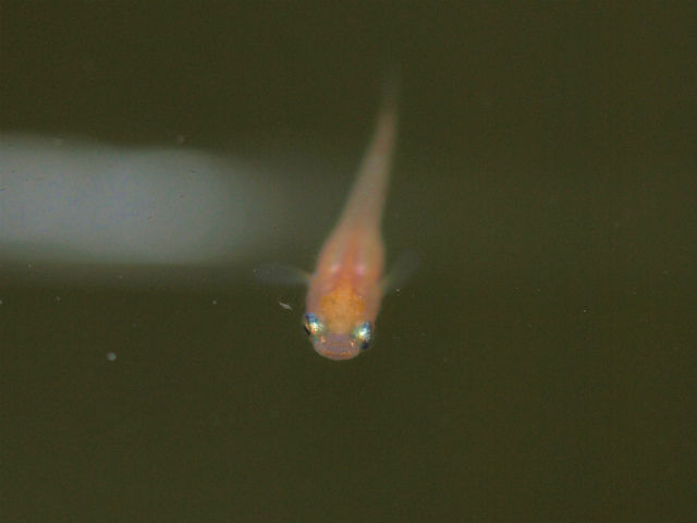 片目の稚魚 : Tokuzeのメダカ飼育日記（屋外でメダカを飼おう！）