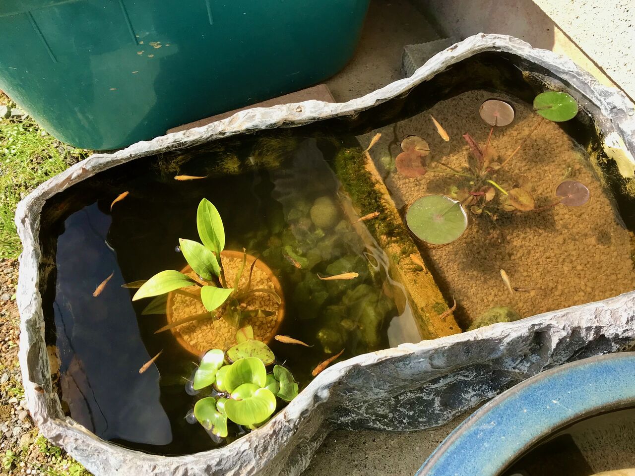 リセット中の水槽で発見したのは Tokuzeのメダカ飼育日記 屋外でメダカを飼おう