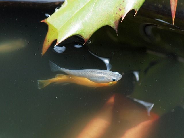 楽しく耐える これがメダカ屋外飼育の力 ちから です Tokuzeのメダカ飼育日記 屋外でメダカを飼おう 楽しく耐える これがメダカ屋外飼育の力 ちから です Tokuzeのメダカ飼育日記 屋外でメダカを飼おう