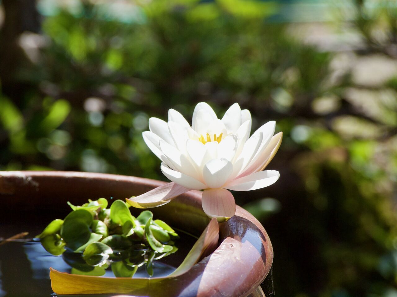 睡蓮が開花! : Tokuzeのメダカ飼育日記(屋外でメダカを飼おう!) 睡蓮が開花! : Tokuzeのメダカ飼育日記(屋外でメダカを飼おう!)