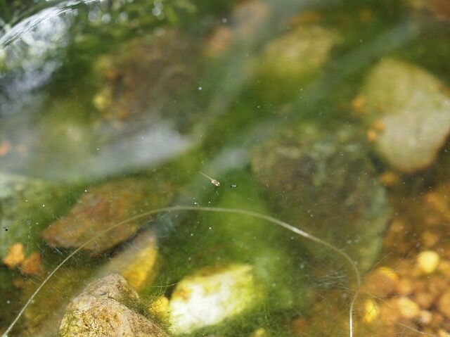 品質一番の Ledmomo 産卵床 産卵草 浮草 魚卵 産卵藻 飼育 孵化 メダカ水景 水槽飾り 隠れ家 観賞魚 熱帯魚 金魚 爬虫類 エビ 錦鯉 風景 Shipsctc Org 品質一番の Ledmomo 産卵床 産卵草 浮草 魚卵 産卵藻 飼育 孵化 メダカ水景 水槽飾り 隠れ家 観賞魚 熱帯魚 金魚 爬虫類 エビ 錦鯉 風景 Shipsctc Org