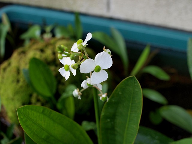 ナガバオモダカの可憐な白い花 Tokuzeのメダカ飼育日記 屋外でメダカを飼おう
