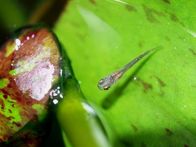 少し小さな稚魚