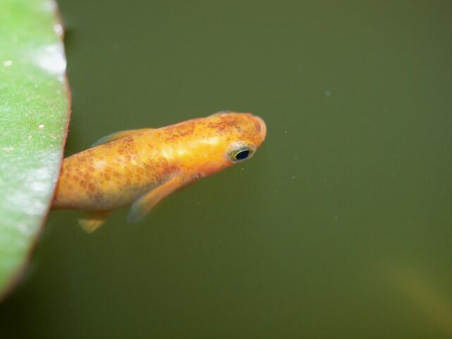 メダカの夜間観察へgo Tokuzeのメダカ飼育日記 屋外でメダカを飼おう