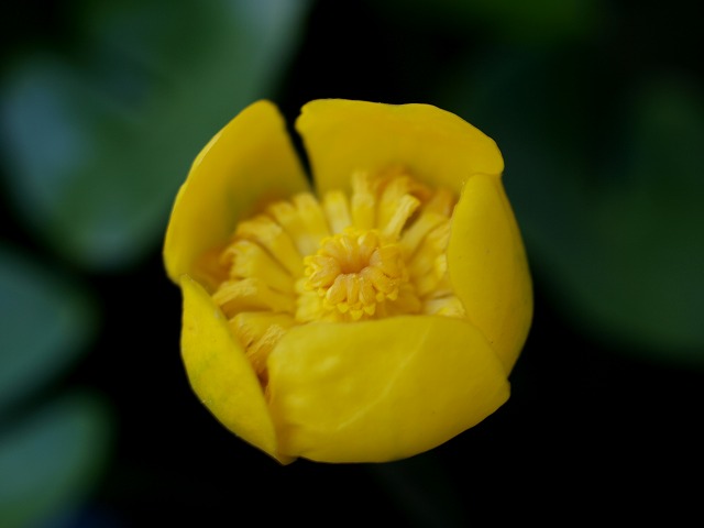 ヒメコウホネの花
