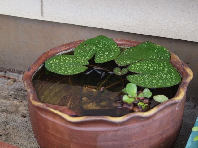 梅雨とメダカの話 Tokuzeのメダカ飼育日記 屋外でメダカを飼おう