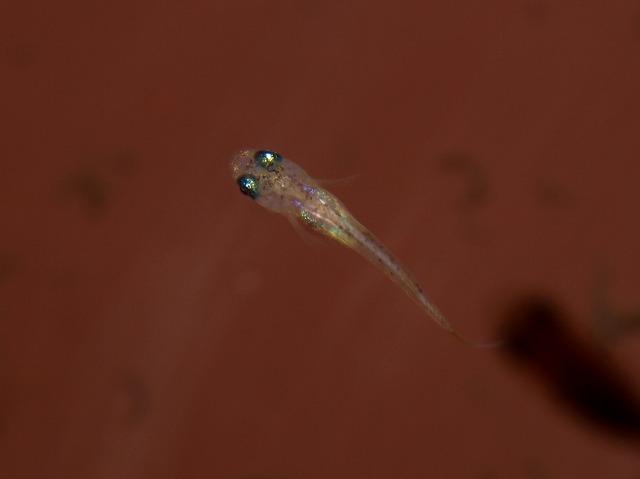 さらば洗面器!(稚魚たちの成長) : Tokuzeのメダカ飼育日記(屋外でメダカを飼おう!)