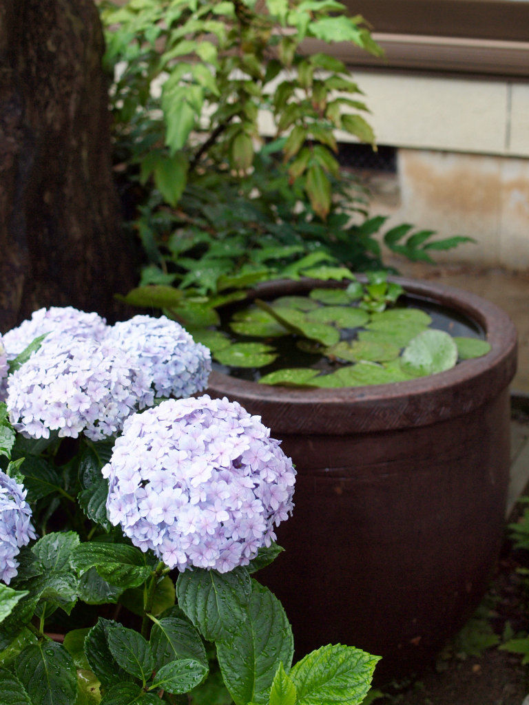 梅雨です メダカ屋外飼育の大雨対策 Tokuzeのメダカ飼育日記 屋外でメダカを飼おう