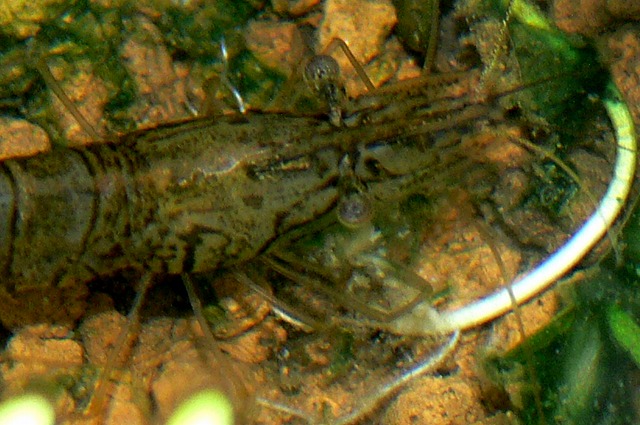 スジエビ ヤマトヌマエビは何を食べる Tokuzeのメダカ飼育日記 屋外でメダカを飼おう