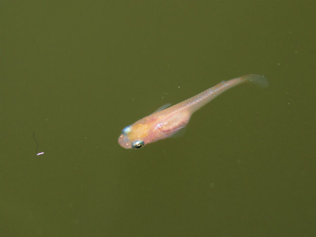 片目の稚魚 Tokuzeのメダカ飼育日記 屋外でメダカを飼おう