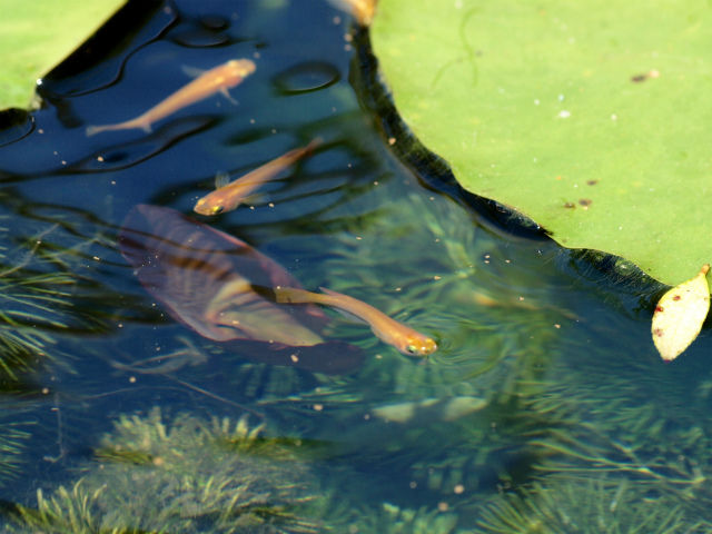 屋外飼育容器には角型ジャンボタライがおススメです！ : Tokuzeの  