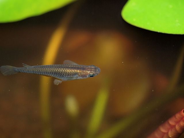 夜のメダカたちは Tokuzeのメダカ飼育日記 屋外でメダカを飼おう