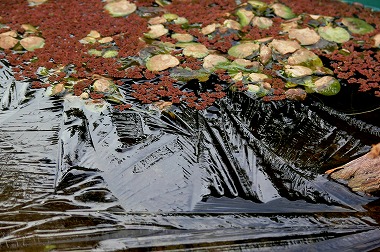 この水草の下にメダカが・・・