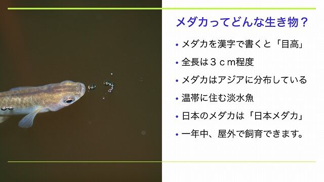 メダカ飼育教室 の講師としてお話をしてきました Tokuzeのメダカ飼育日記 屋外でメダカを飼おう