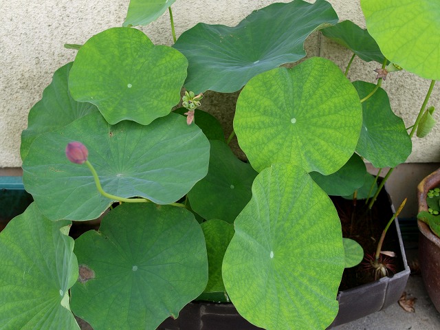 茶碗蓮 Tokuzeのメダカ飼育日記 屋外でメダカを飼おう