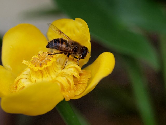 コウホネの花