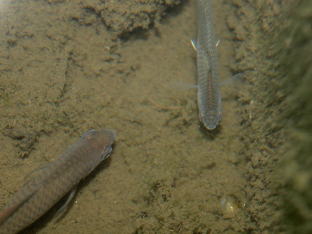 PA226457 (1)