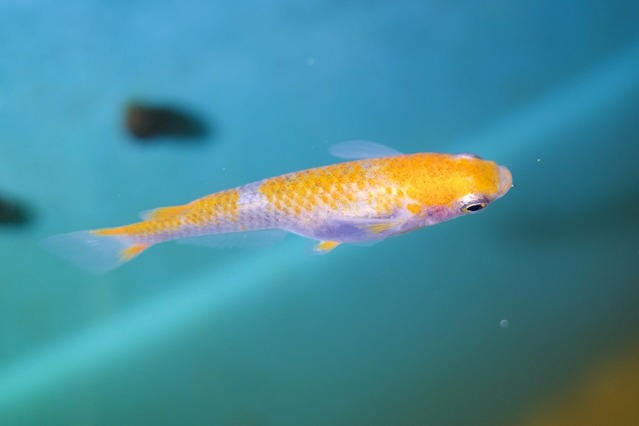 R0000145_Fotor
