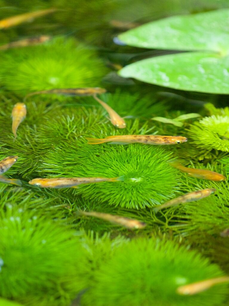 カモンバの森とシロメダカの不思議な行動の話 ７月のメダカ池 Tokuzeのメダカ飼育日記 屋外でメダカを飼おう