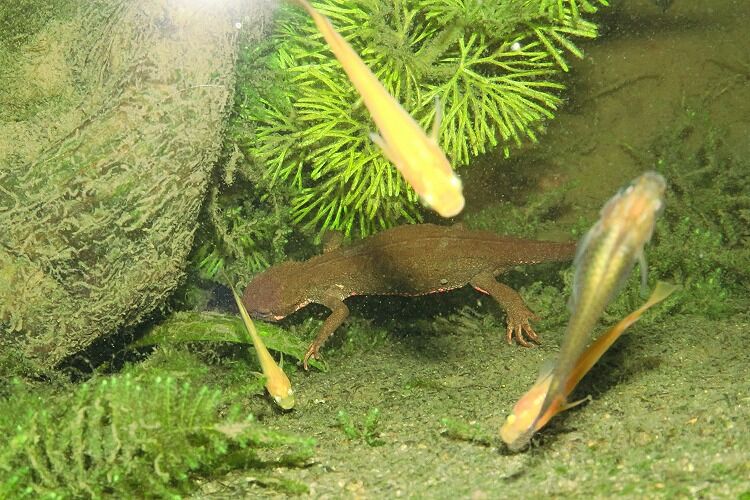 夜の帳 とばり のメダカ池 驚きの生き物を発見 Tokuzeのメダカ飼育日記 屋外でメダカを飼おう