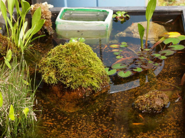 屋外飼育容器には角型ジャンボタライがおススメです Tokuzeのメダカ飼育日記 屋外でメダカを飼おう