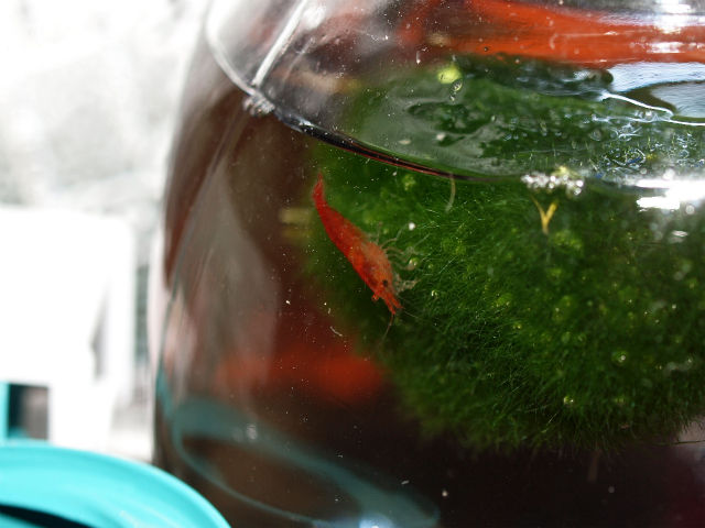 キャンディーボトルでメダカ観察 Tokuzeのメダカ飼育日記 屋外でメダカを飼おう