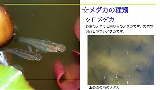 スクリーンショット 2020-08-09 20.46.18