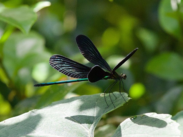 P6290024_Fotor