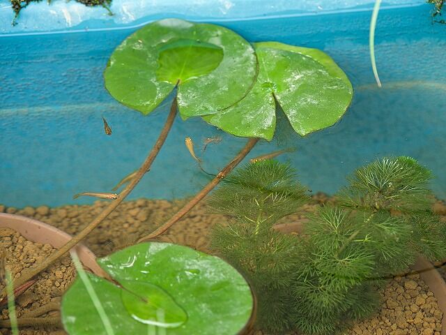 P9160438_Fotor