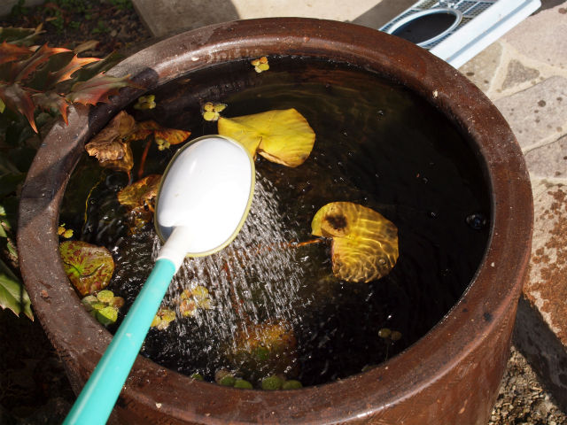 足し水 Tokuzeのメダカ飼育日記 屋外でメダカを飼おう